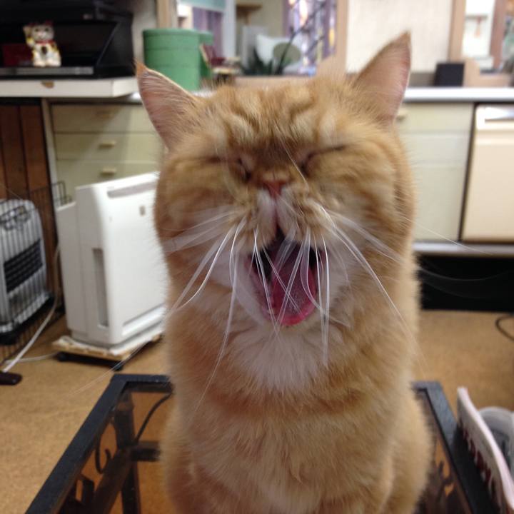 7b7003cc 9821 4c9f aed0 ef57419f2ed2