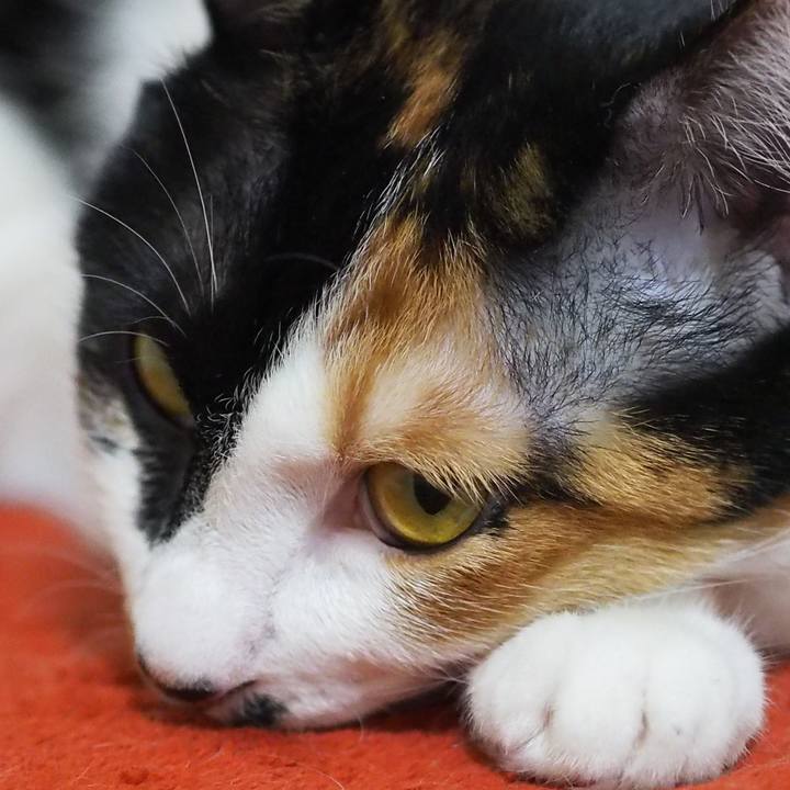 7b92a4c9 04a6 43ba 9e87 c595a91b24e3