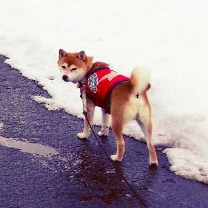 7b94f73b f6de 4803 833c d05b6aeb12b8