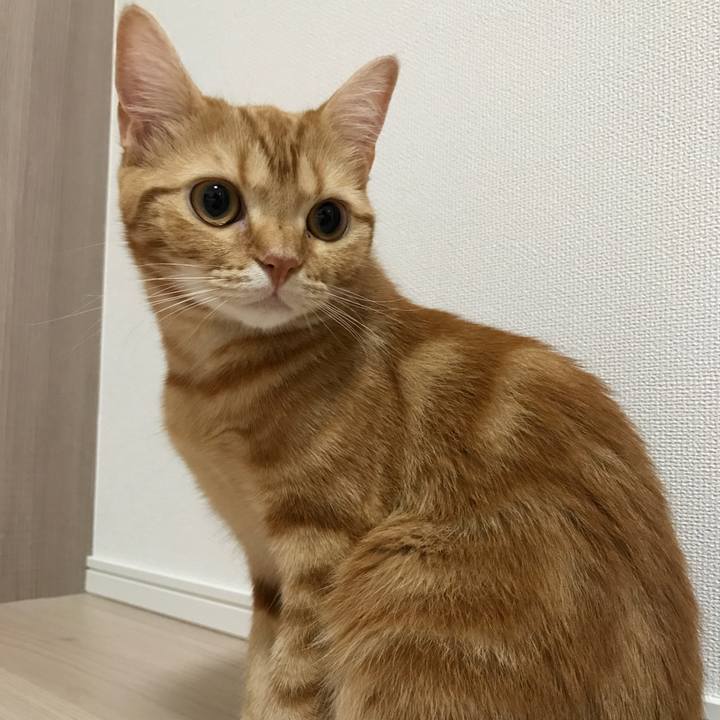 7ba61a6d 2c10 4afc ae53 319537929fef