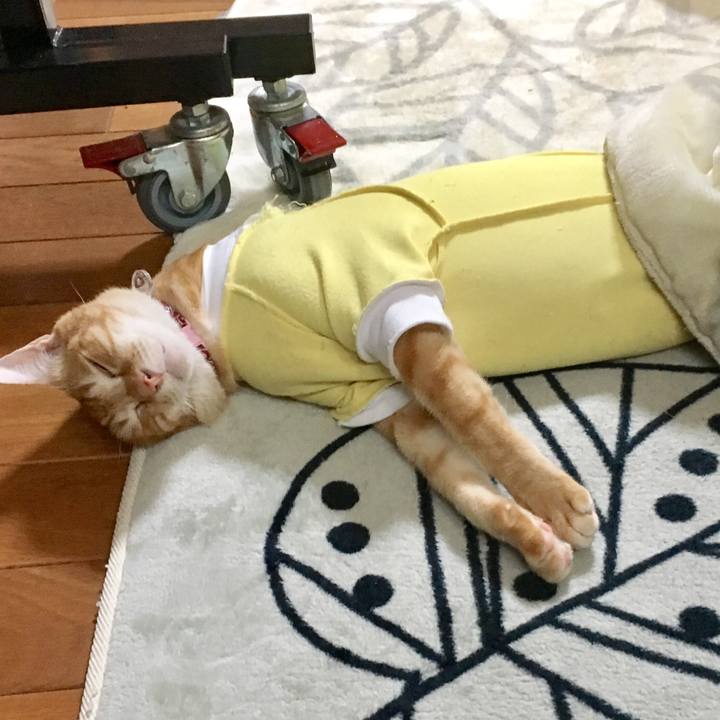 7bab6fdc 7bd8 44c3 a1b2 ccf999d7f275