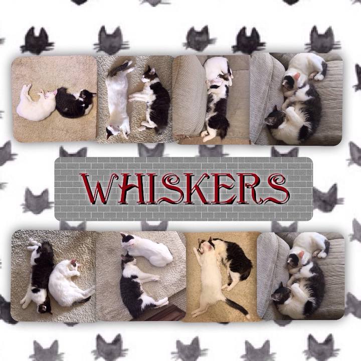 7bdd2c0d f488 4460 8e83 a4c1f2ce2ea1