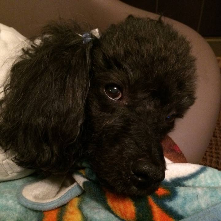 7bfafa10 e0b2 4e65 8b17 db8c24c834d0