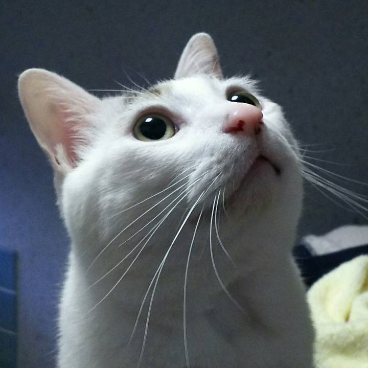 7bff5114 858c 4199 80f7 087c33890351