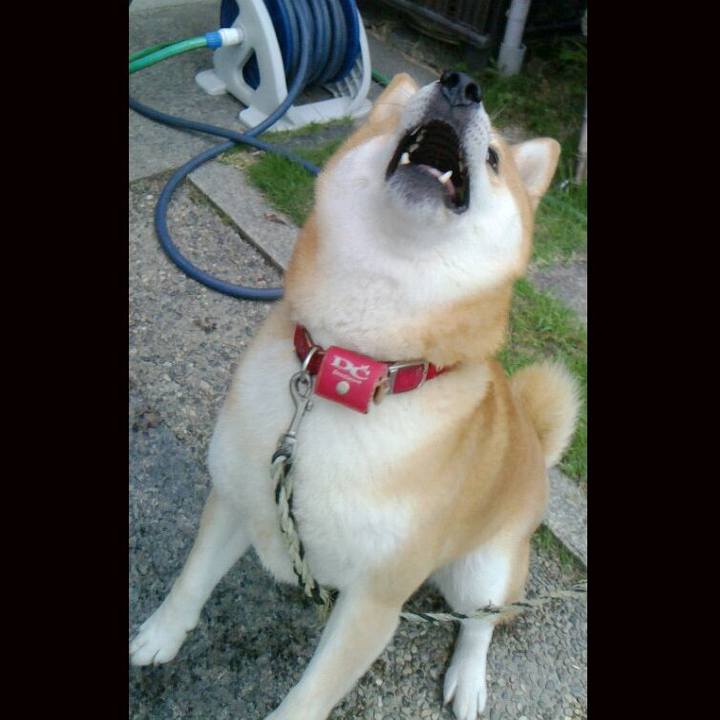 7c04e069 da8e 4af6 ba06 29aa0f4a2b0f