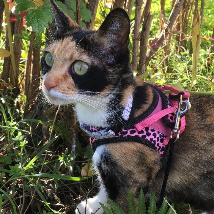 7c1886d4 4906 4ebf acd5 3416c8d44b56