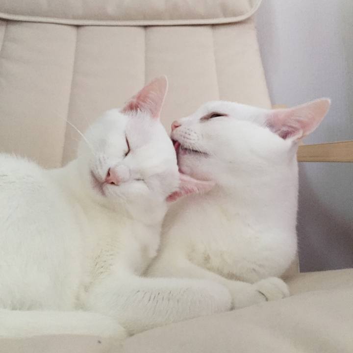 7c252e55 f1d8 4991 aede e74c3b86e7b8