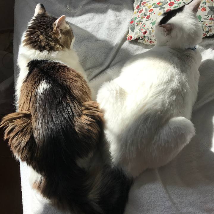 7c2cdd7a bc80 41a2 b7cf ffdb2373eaee