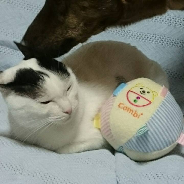 7c3d2a34 665a 4296 a0f8 8862e808f79b