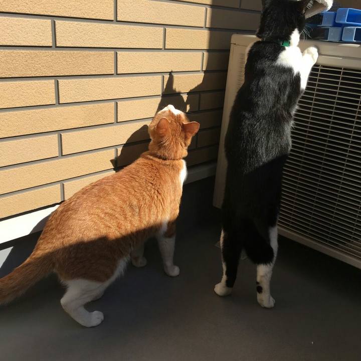 7c4ef7cb ad60 4803 a080 b58b559e2215