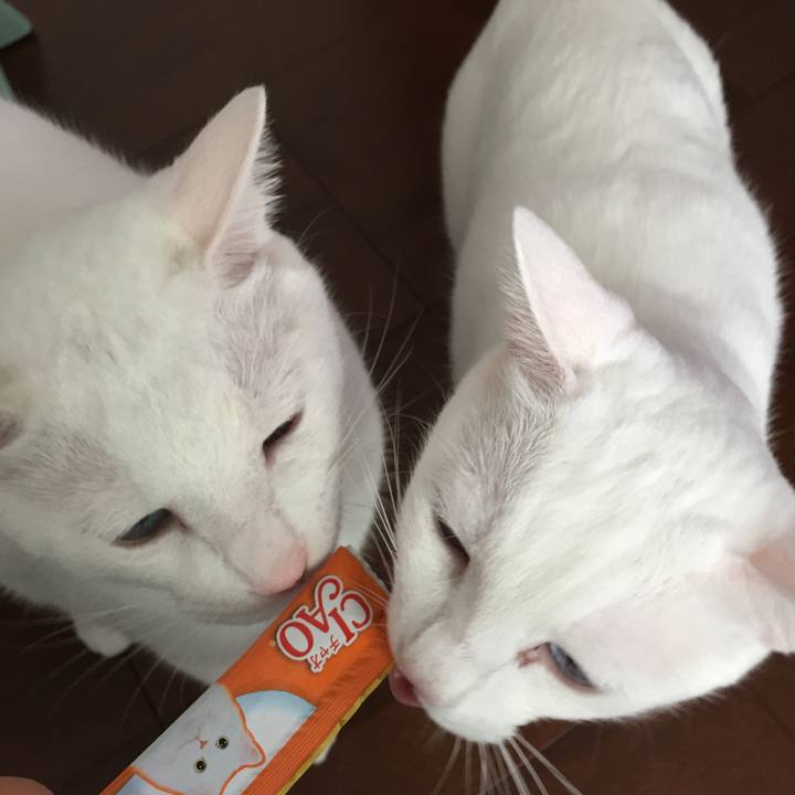 7c539552 e85b 43c9 bdd7 c1a7891b5d1a