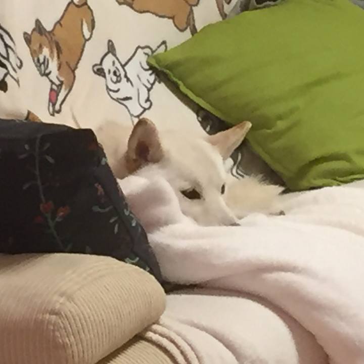 7c5ba151 19ea 4339 92da 6753ac779c11