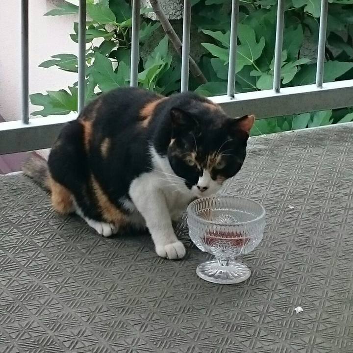 7c68c6c0 d09f 467c aa52 53d1d652626d