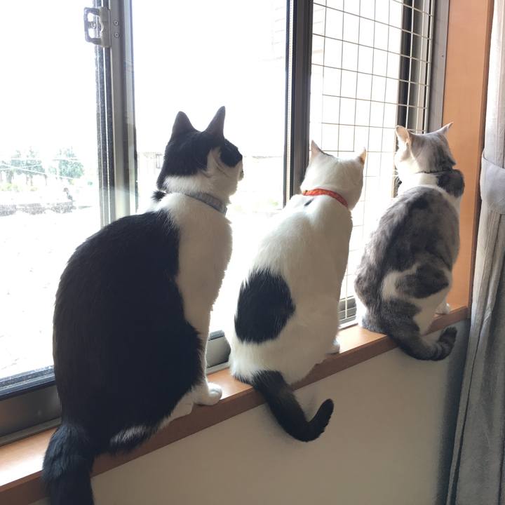 7c6ea6f6 ba7f 495d ba78 c0c707c12225