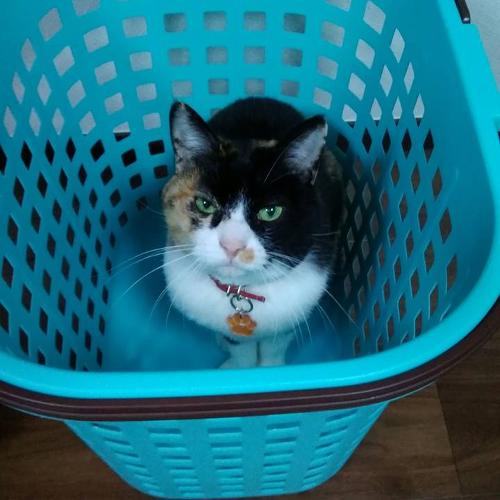 7c7284b5 71ed 4e79 8944 9c8e8c87a239