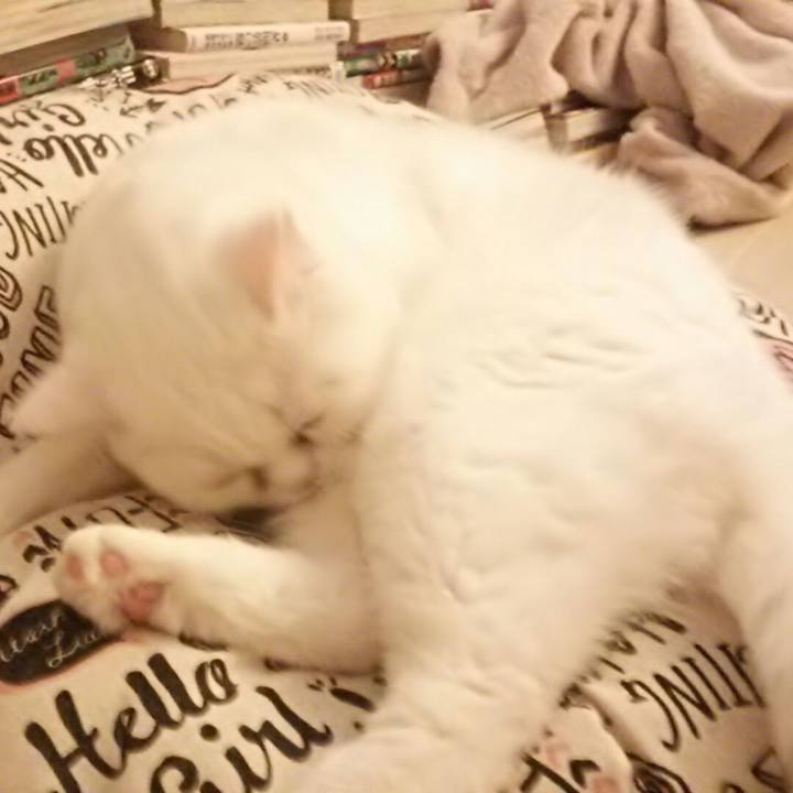 7c72a71a 6627 4e81 8854 32b7e504feb8