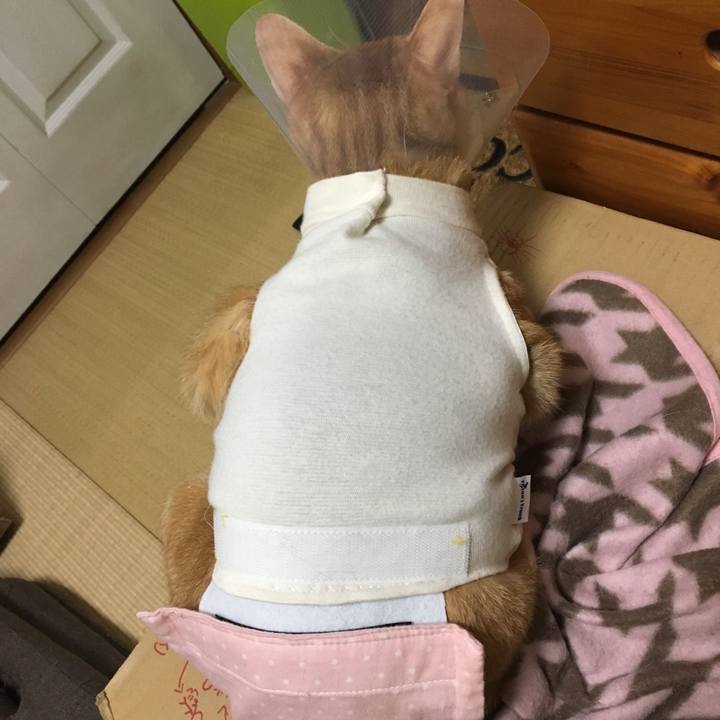 7c932cec 888f 4e9e b6c5 8b06051510fc