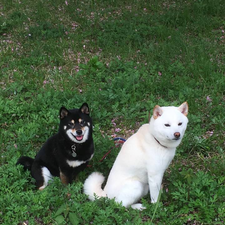 7c97f38c 52fd 45bc 97c2 1da4d6554aa7