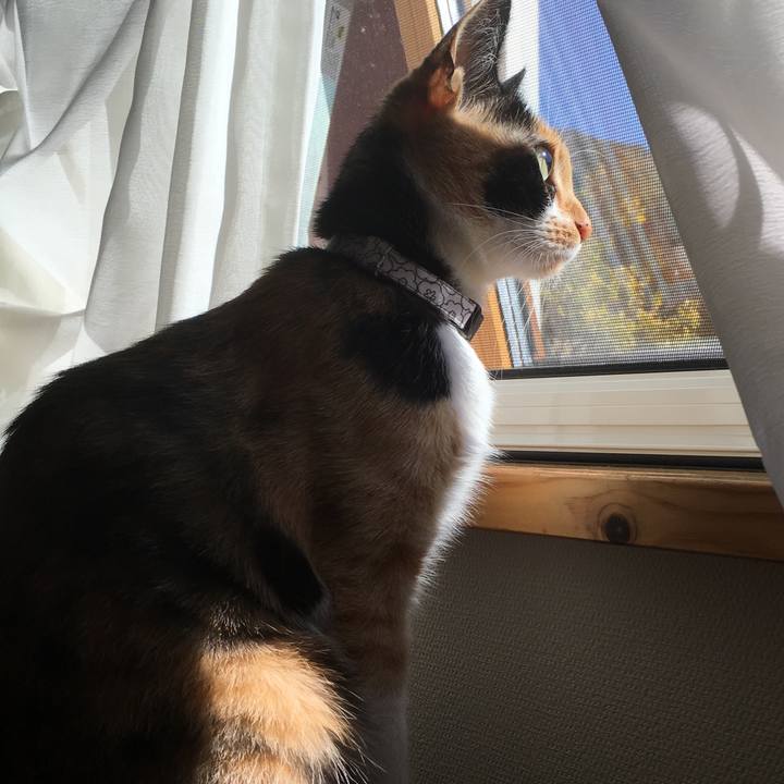 7ca2e753 17dc 41fb a73a 337789240ce0