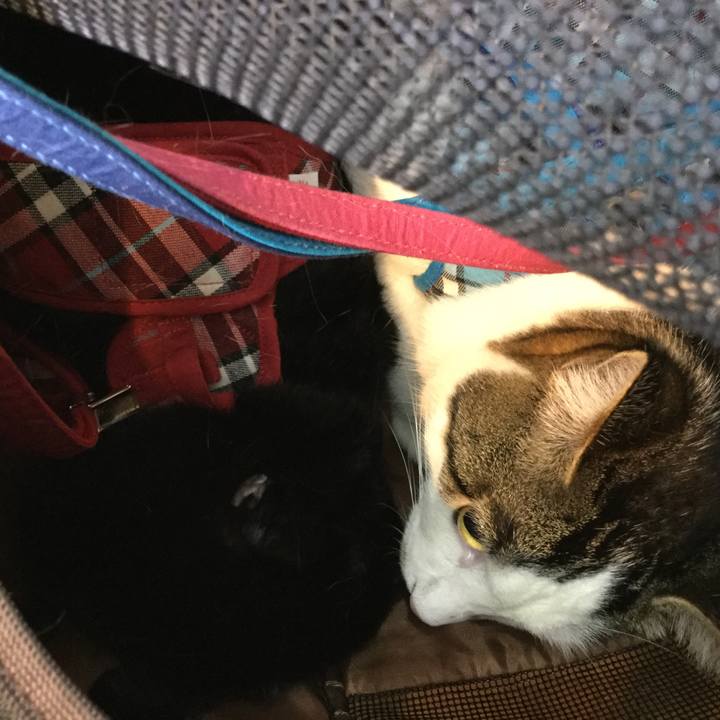 7ca2f529 19ed 4c16 ab78 006d329e2420