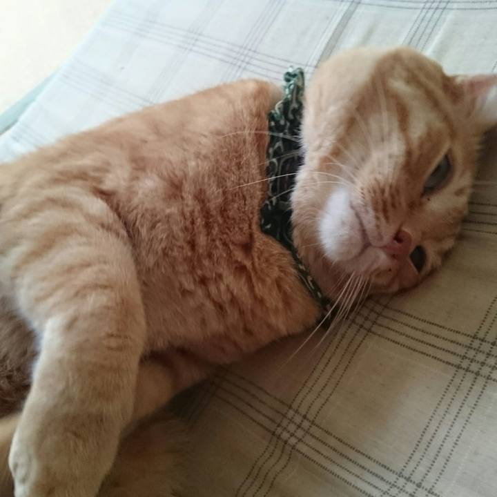 7ca66c8a 1493 47ed b314 c5dda16bd494