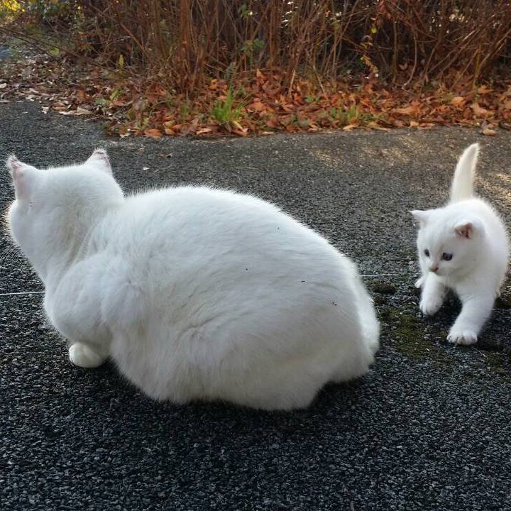 7cadf01d 5404 4eb9 8ce7 9a5ef1a44477