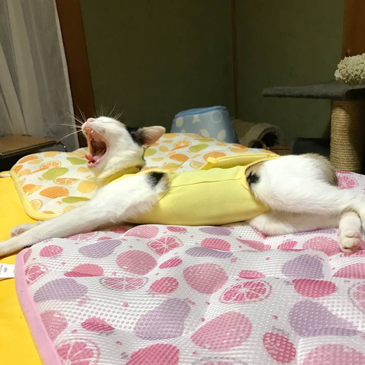 7cb3cd6a 7285 469c 802f fb38b3723fdc