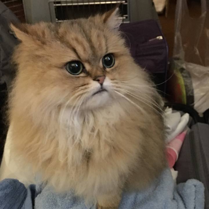 7cb85aba c39b 40c9 b4d0 45c952620abf