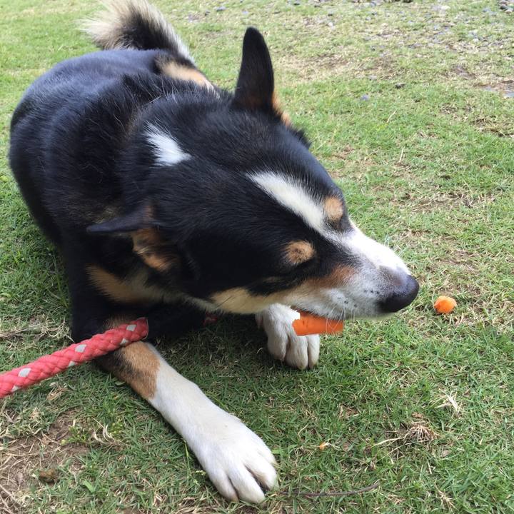 7ccde1dc f0e4 4b4a 96ea f6b44e24aeca