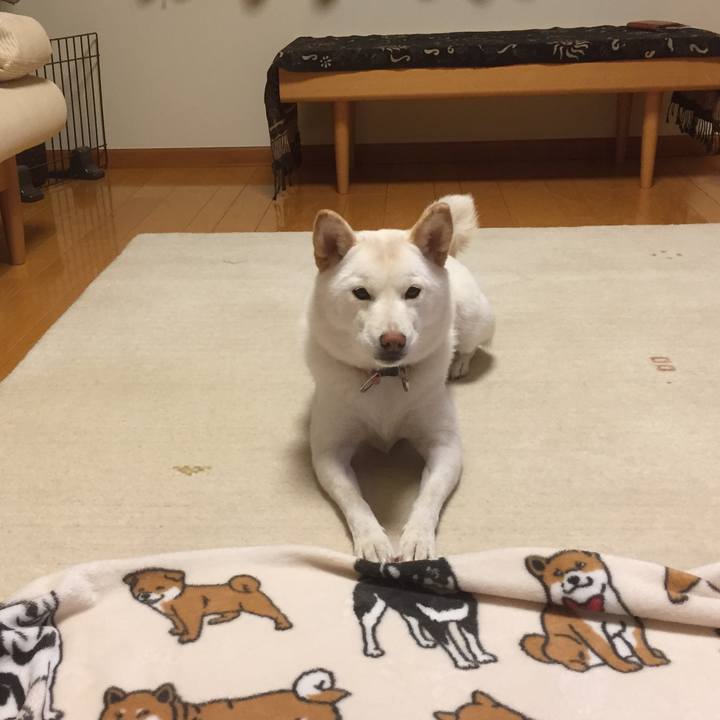 7ce19295 17ab 463b 8bc4 dd92546b48e8