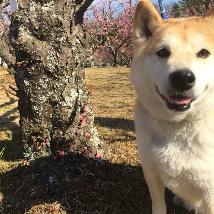 7ce5b8a9 5495 4043 8f2e 79e25f06082a