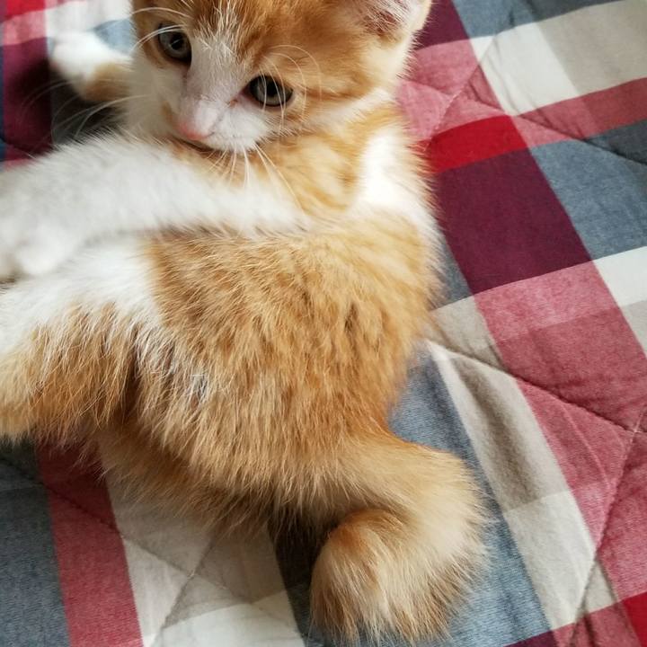 7cf78393 5dfc 4fc3 a778 ff904987c578