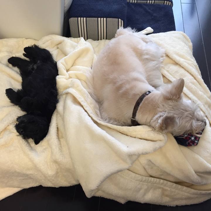 7cffbcee 8ef2 4b2a 92bc 04cb81755fed