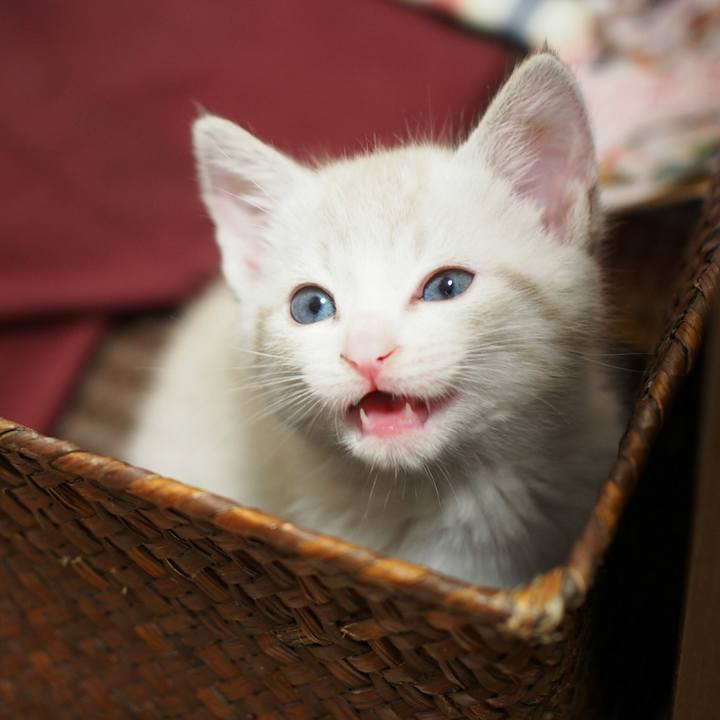 7d012ddd a128 4a7b b680 5f3b86a6ba49