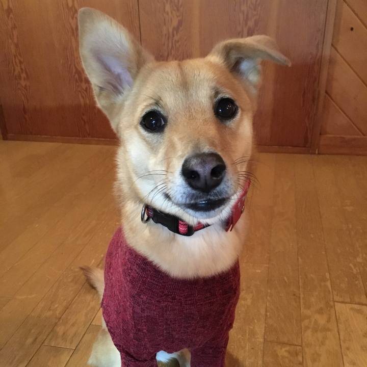 7d0c2038 4d10 4259 9890 0969c233541a