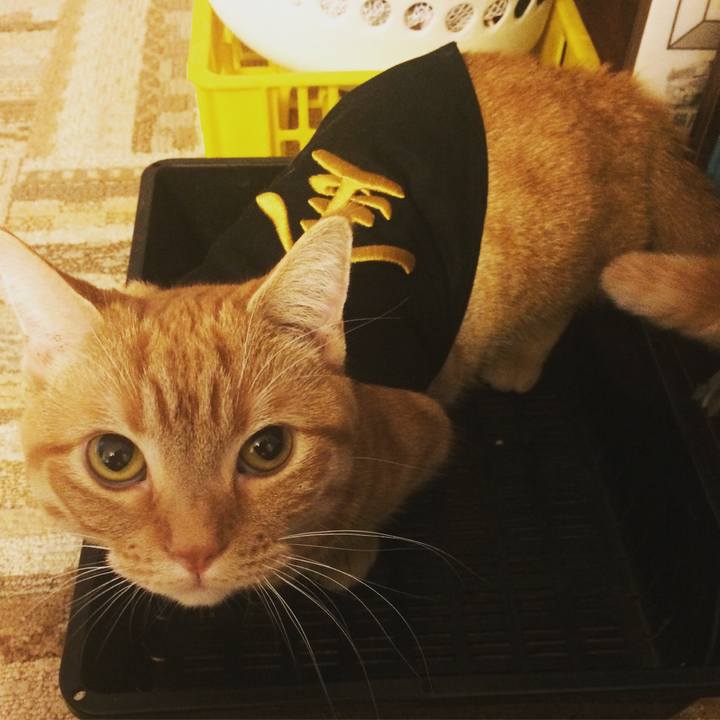 7d32cfc0 ecef 45d8 9469 09d0deb512f1