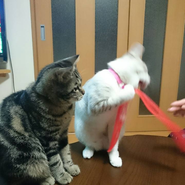 7d47bc80 2f1f 491b a4e0 08eae73c4701