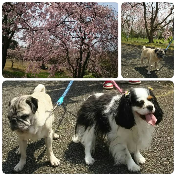 7d4a9a8b 6d63 44b0 bcd3 1e822c3da18e