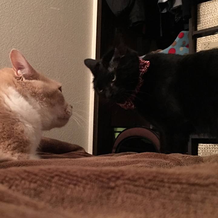 7d4c2b9e a02c 421c bcf8 b34241f6f56c