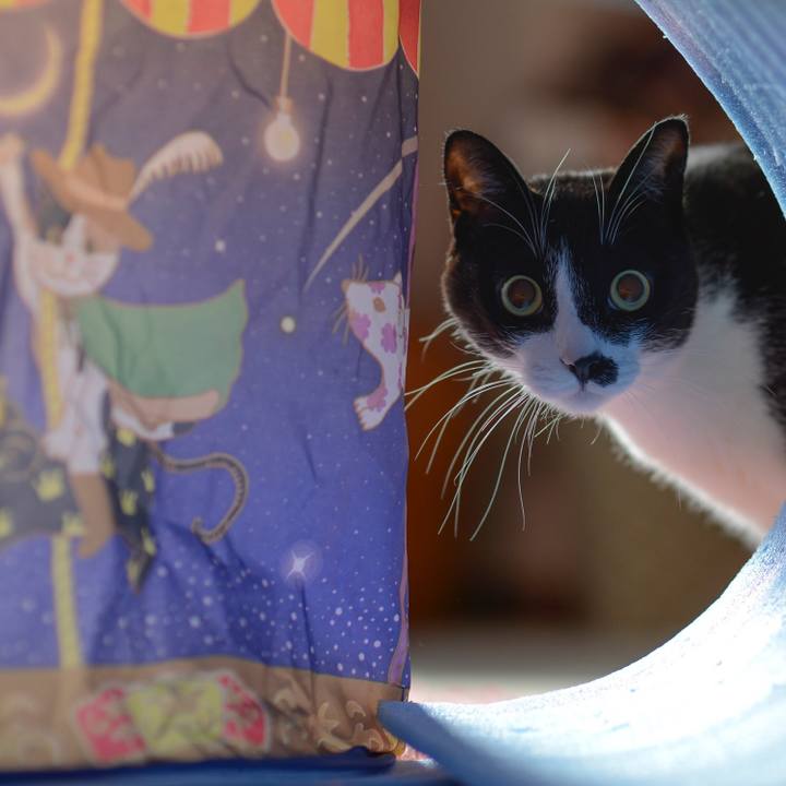 7d605711 cd73 41a7 a316 3fe26cb3af66