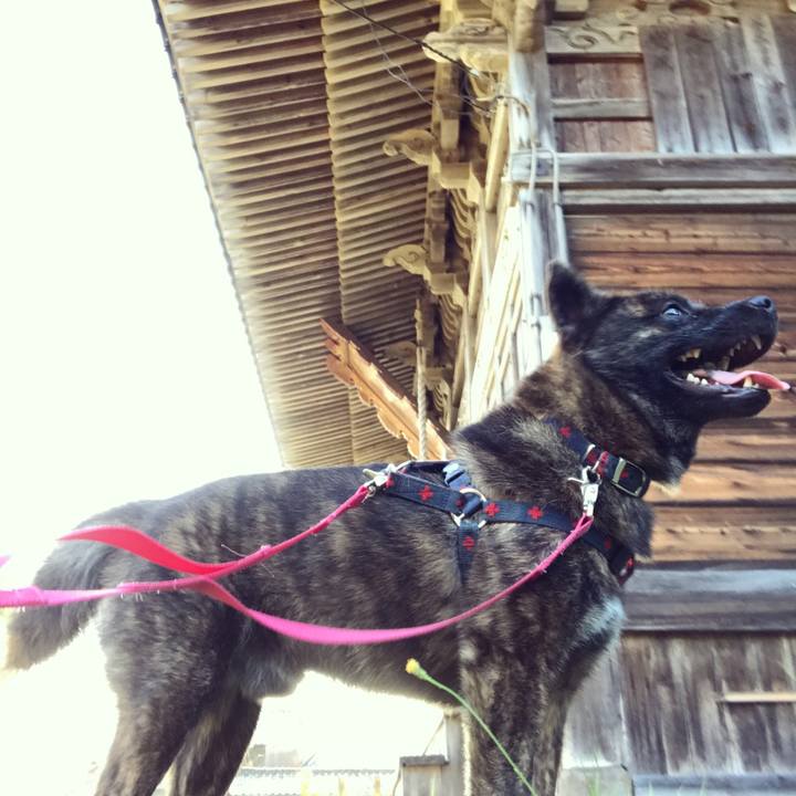 7d62a6f2 799e 44ae 9140 e0a942f4fddc