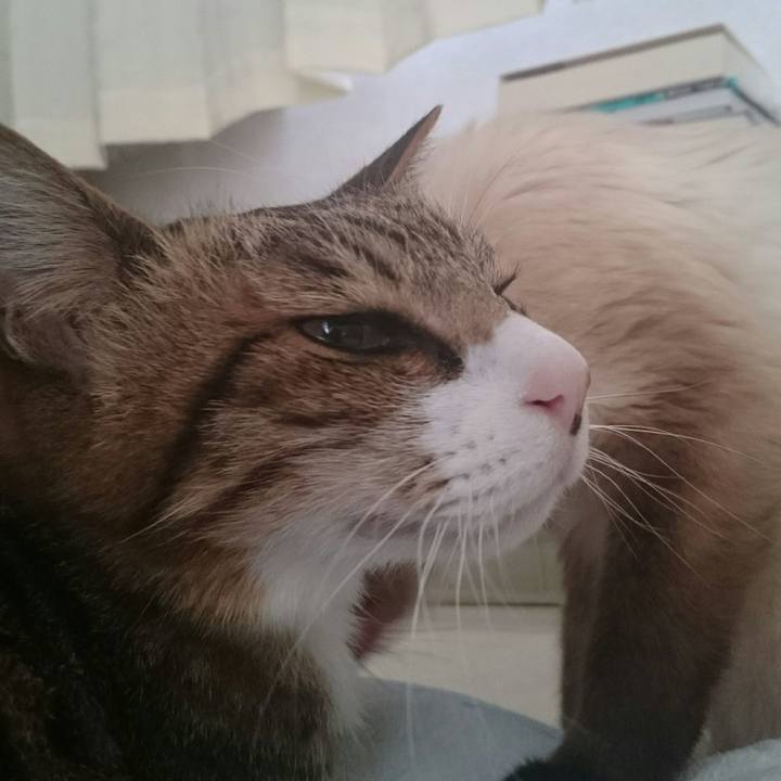 7d8e641c 70d9 448c a12d b3bbd3ba344f