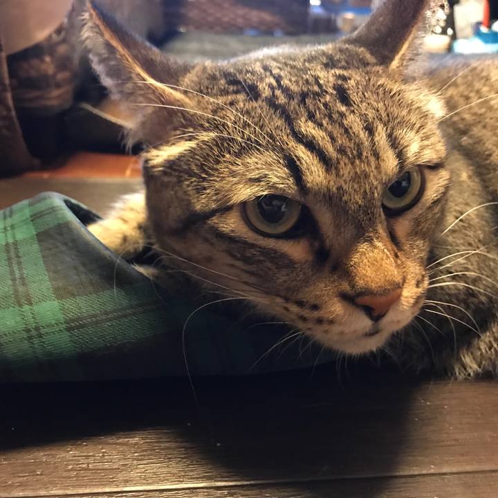 7db829dc a6a8 46a3 bcbb af36b2faceef