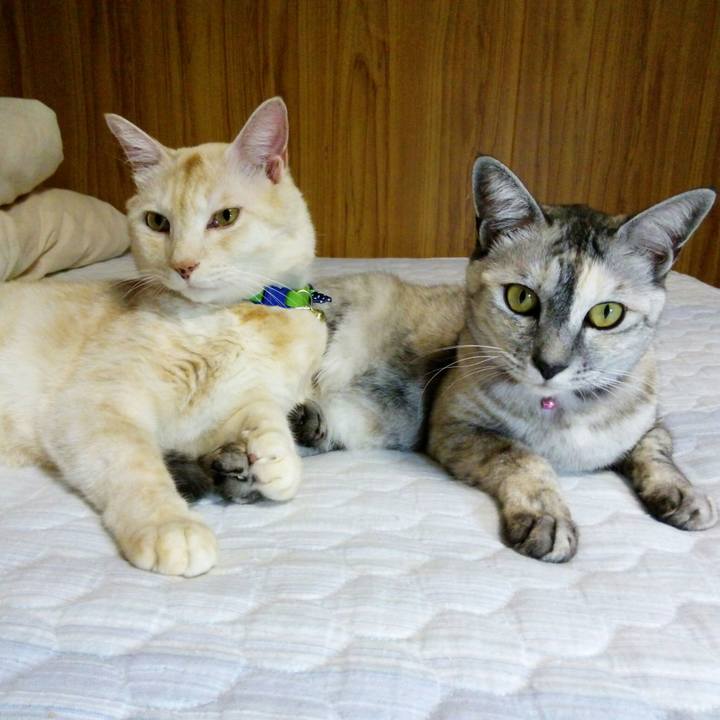 7de4a9ae f452 432a 8852 df23d8838d32