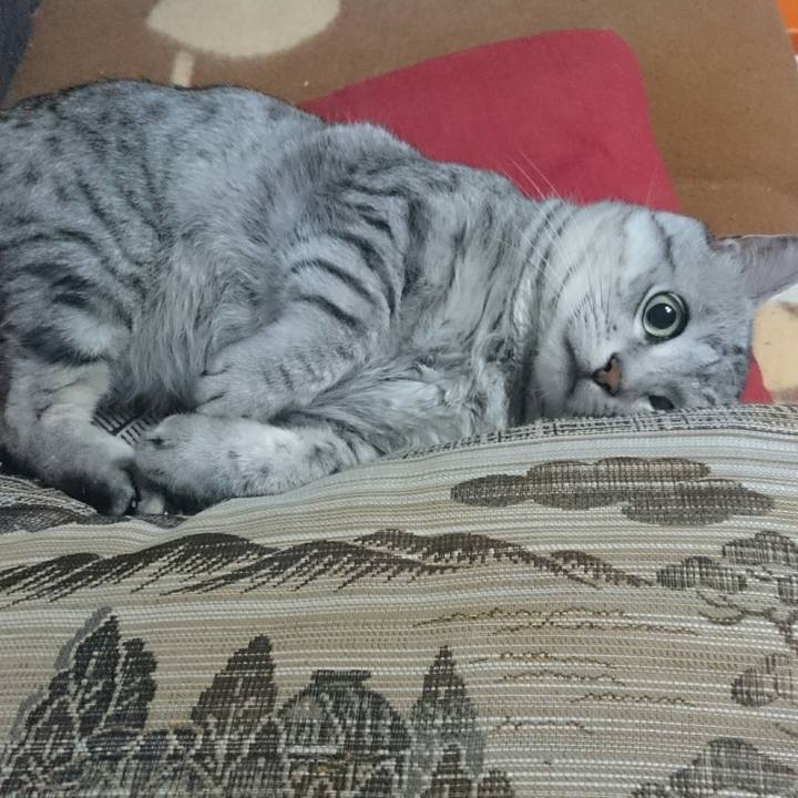 7e01aacf e5db 4fda 85a2 55f3a9d64077