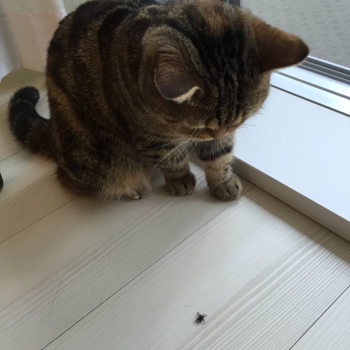 7e257867 00e5 40da ae2d 30150bc165e9