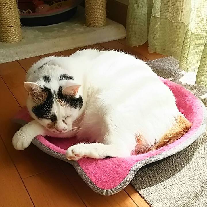 7e305293 fbbb 4f61 b757 74b023477363