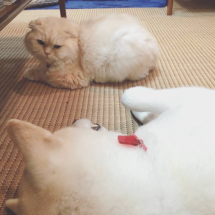 7e4071ad 589e 4275 a022 078986af278c