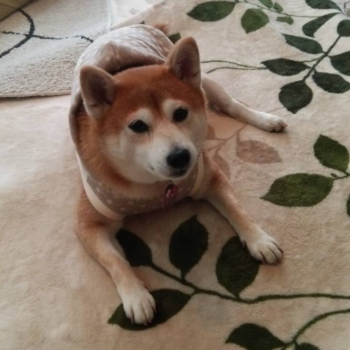 7e54d238 fc82 4f55 af83 af2898385682