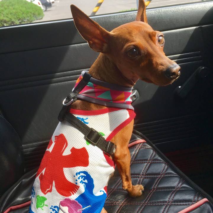 7e5785ea 7928 4d6a 8f9f 1d1dc3e9535f